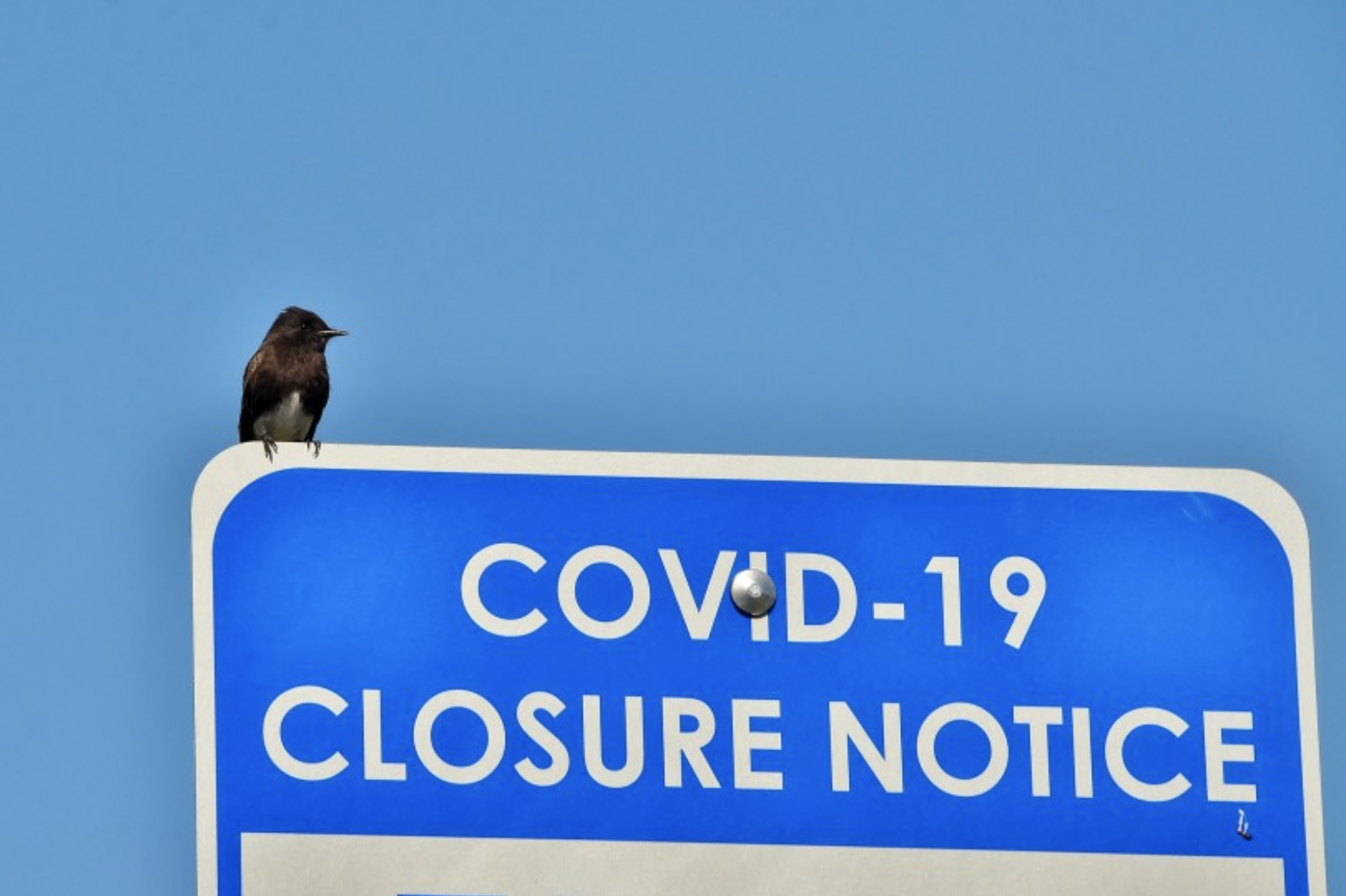 North American Birds Flocked to Cities, Roadsides and Airports During COVID-19 Lockdowns, New Data Shows