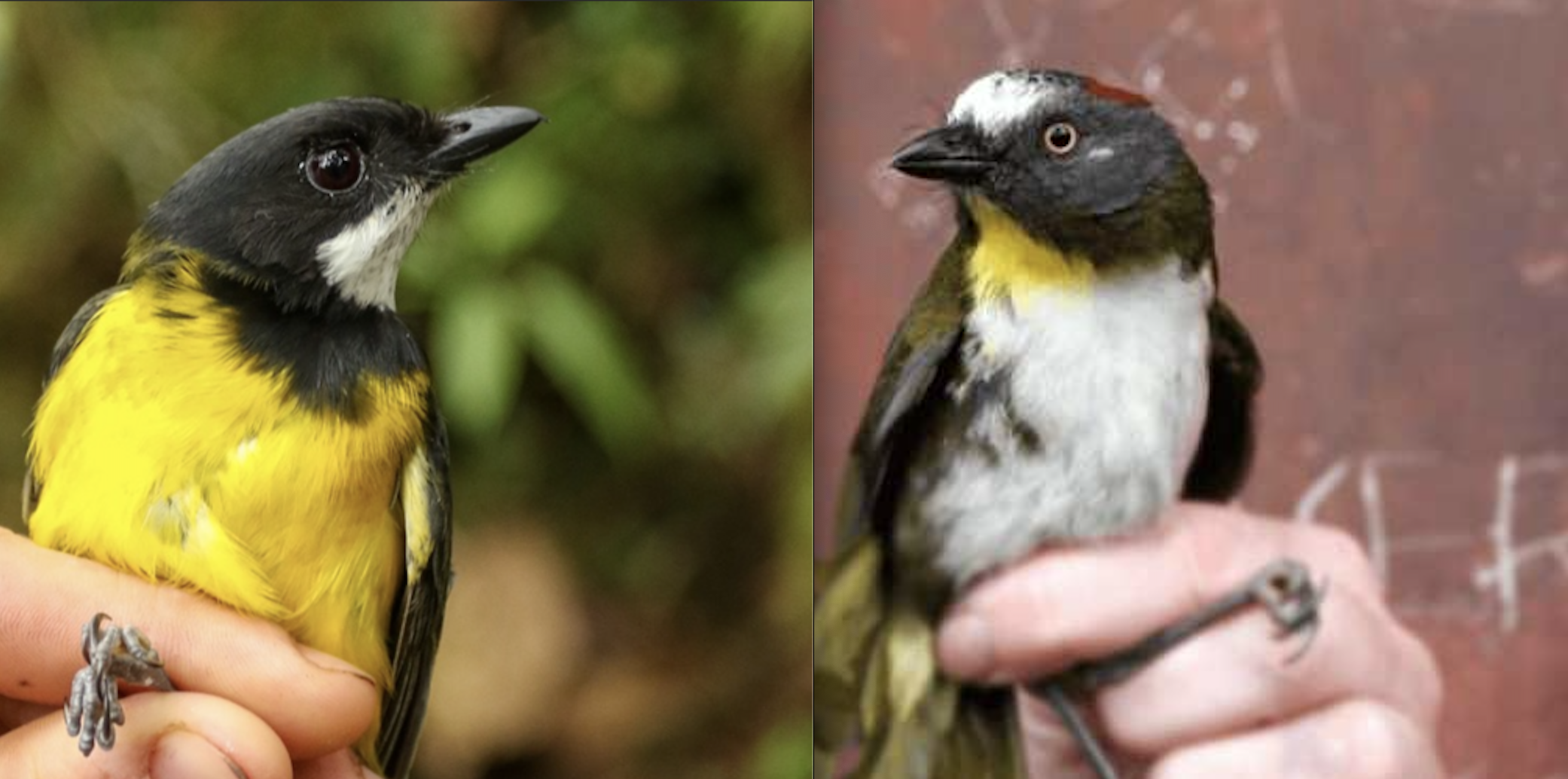 Poison Dart Birds?: Scientists Discover Two News Bird Species in Papua New Guinea and They’re Both Poisonous