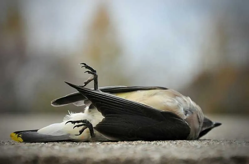 U.S. Bird Deaths by Building Collision, Underreported by Hundreds of Millions Per Year, New Research Reveals