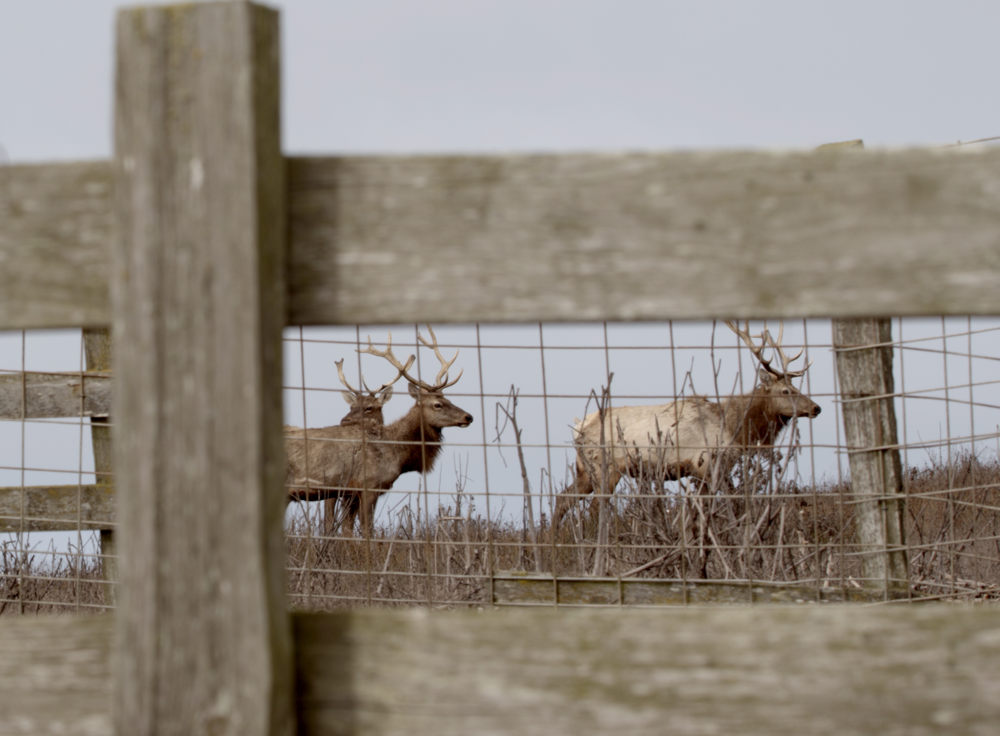 Historic: At Long Last, Ranchers Agree to Hang up Hats, Vacate Point Reyes National Seashore in Landmark Multi-Party Deal (Tule Elk Wars Pt. 2)