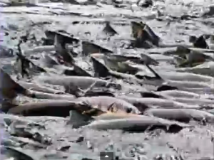Countless fish gasp for air and attempt to jump out of the Shasta river during one of California's most destructive chemical spills.