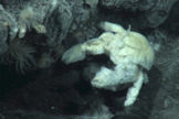 Bacteria Covered Yeti Crab -- Kiwa tyleri -- Photo: NERC