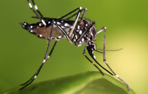 Yellow Fever Mosquito -- Photo: Wikimedia Commons