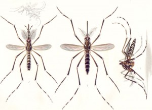 Yellow Fever Mosquito 3 -- Aedes aegypti -- Photo -- Wikimedia Commons