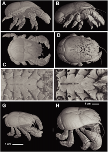 Yeti Crabs -- Kiwa tyleri -- Photo: National Environment Research Council (NERC)