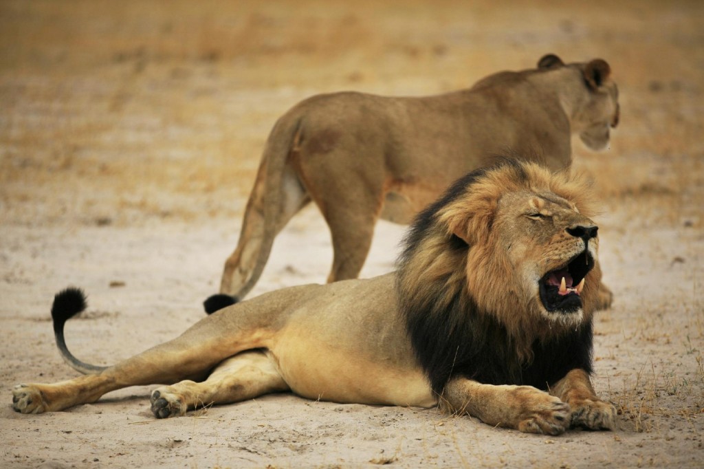 Cecil The Lion -- Photo via News.NationalGeographic.com