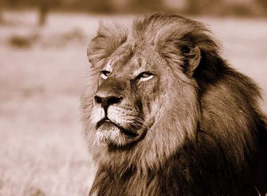 Cecil The Lion -- Photo via www.grindtv.com