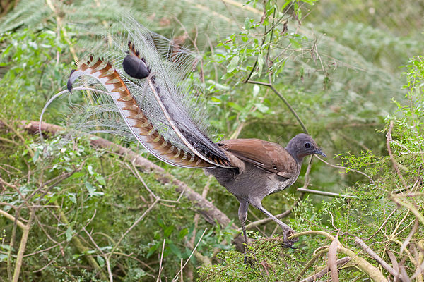 Lyrebird -- Photo: Wikimedia Commons