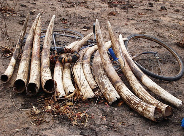 Tanzanian Poached Tusks -- Photo: via The Guardian