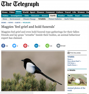 The Telegraph -- Magpies 'feel grief and hold funerals' headline