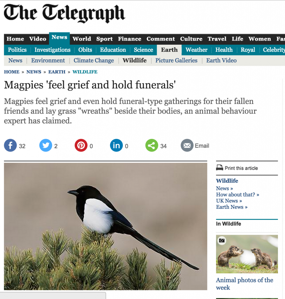 Ever Seen A Magpie Funeral? Watch: 'world's Smartest Bird' Perform 