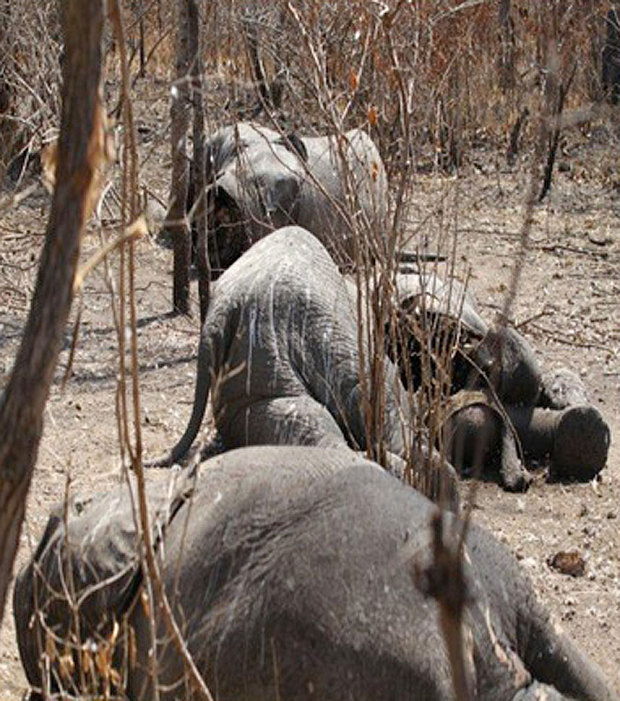 Tanzania Poached Elephant Herd -- Photo via TheGuardian.com