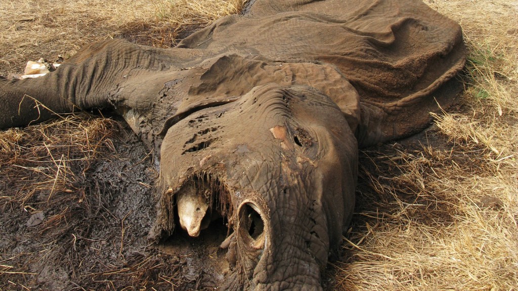 Poached Elephant in Tanzania -- Photo: via NPR.org
