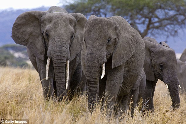 Tanzanian Elephant Herd -- Photo: Getty Images via www.DailyMail.co.UK