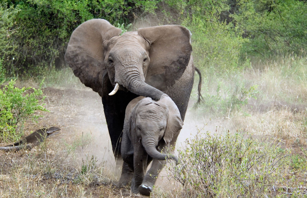 Tanzanian Elephant -- Photo via www.SafariBookings.com