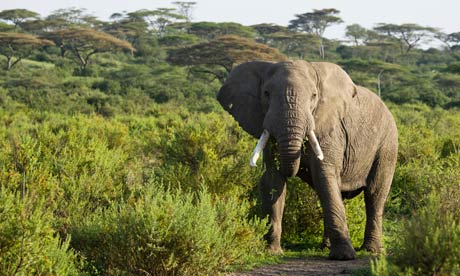 Tanzanian Elephant -- Photo via www.TheGuardian.com
