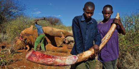 Tanzanian Elephant Poachers at Work -- Photo via www.SacredSeedlings.com