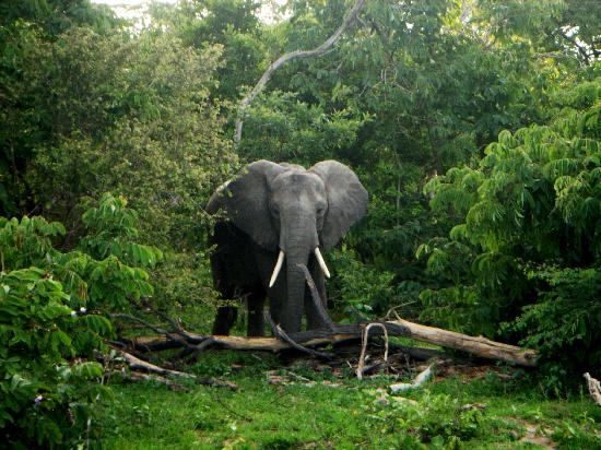 Tanzanian Elephant -- Selous Game Reserve -- Photo via GreatMassai.com