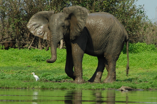Tanzanian Elephant -- Selous Game Reserve -- Photo via www.ShadesOfGreenSafaris.net