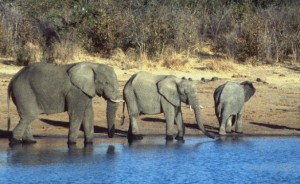 Tanzanian Elephants At Water Hole -- Photo: AllAfrica.com