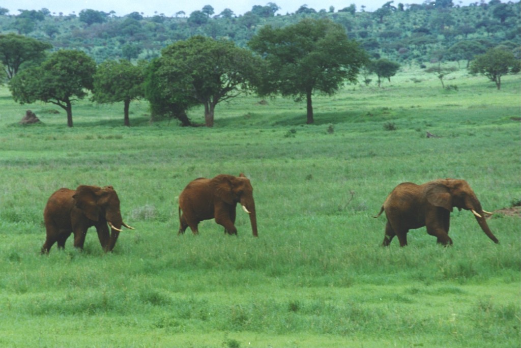 Tanzanian Elephants -- Photo -- Wikimedia Commons