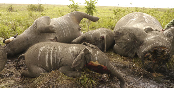 Tanzanian Poached Elephant Family -- Photo via TheCitizen.co.za