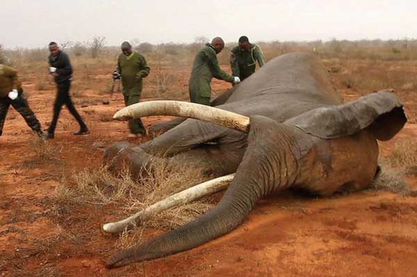 Tanzanian Poached Elephant -- Photo via OneMorePost.com