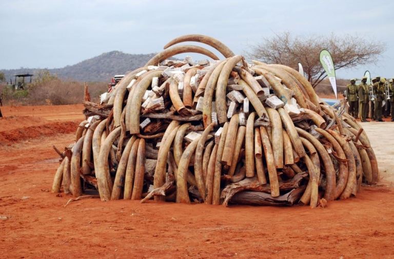 Tanzanian Poached Elephant Tusks Ready to Be Burned -- Photo via Nomad.Sleepout.com