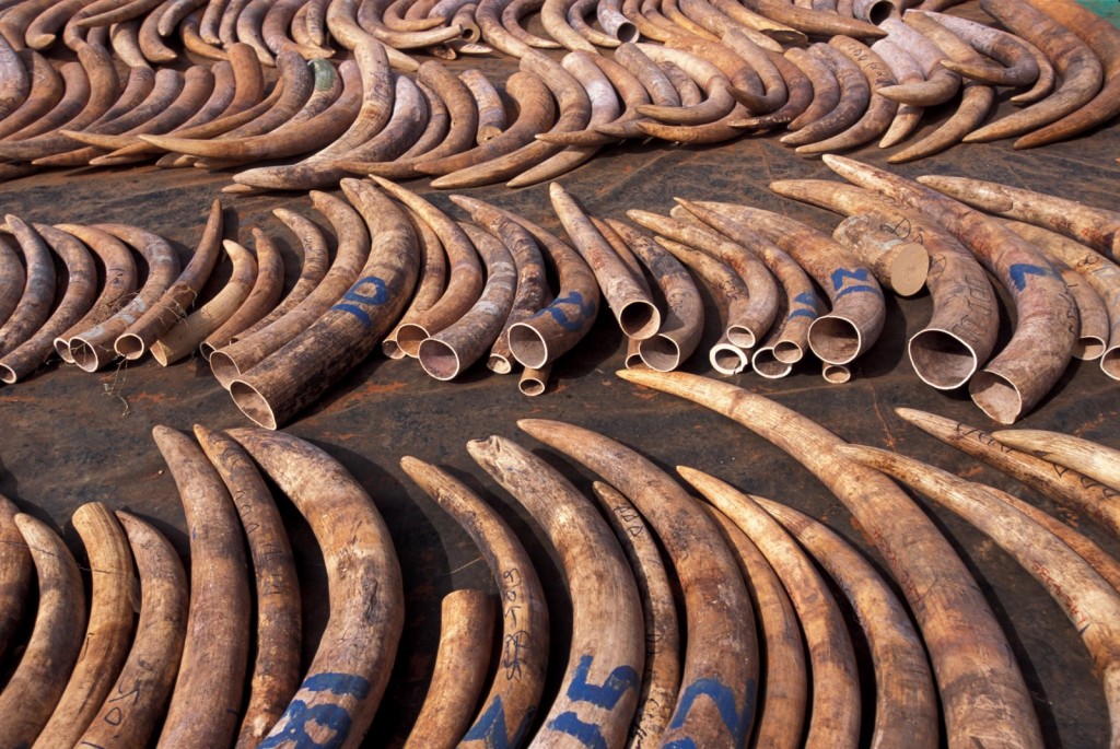 Tanzanian Poached Elephant Tusks -- Photo via Nomad.Sleepout.com