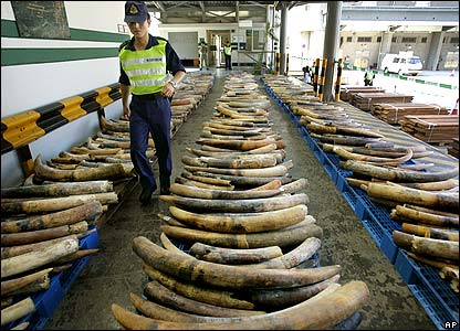 Tanzanian Police Seize Poached Elephant Tusks -- Photo via Ortablu.org
