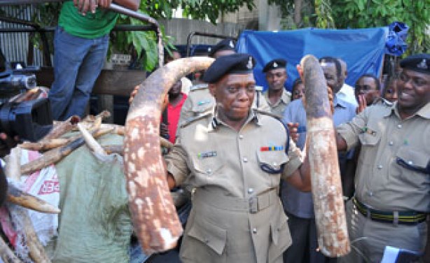 Tanzanian Police Seizure of Poached Elephant Tusks -- Photo via AllAfrica.com