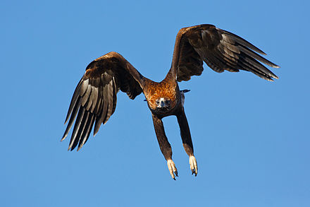 Australian Wedge-Tailed Eagle -- Photo: Wikimedia Commons