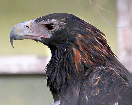 Australian Wedge-Tailed Eagle -- Photo: Wikimedia Commons