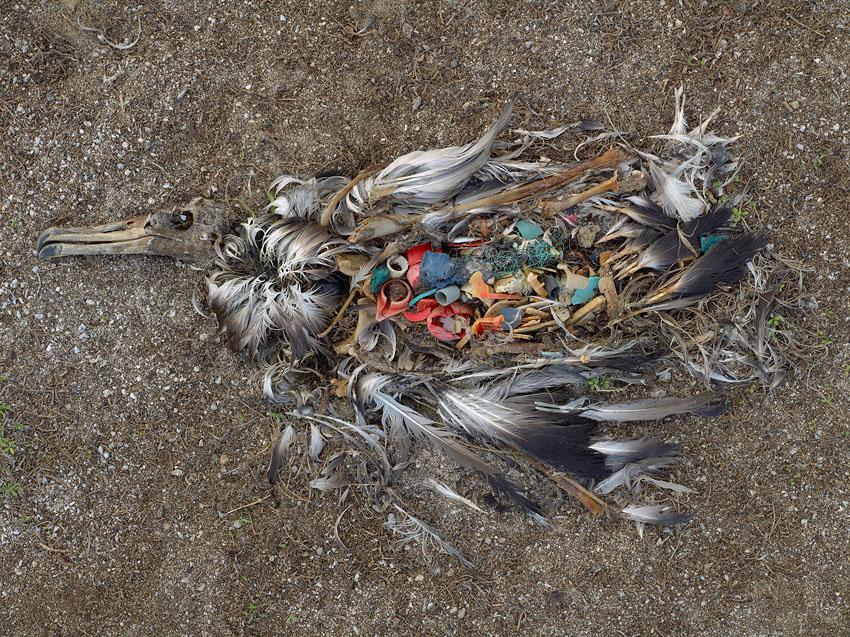 Dead Albatross with stomach full of plastic. 