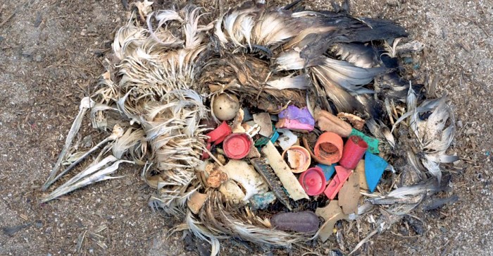 Dead Albatross With Stomach Full of Plastic 
