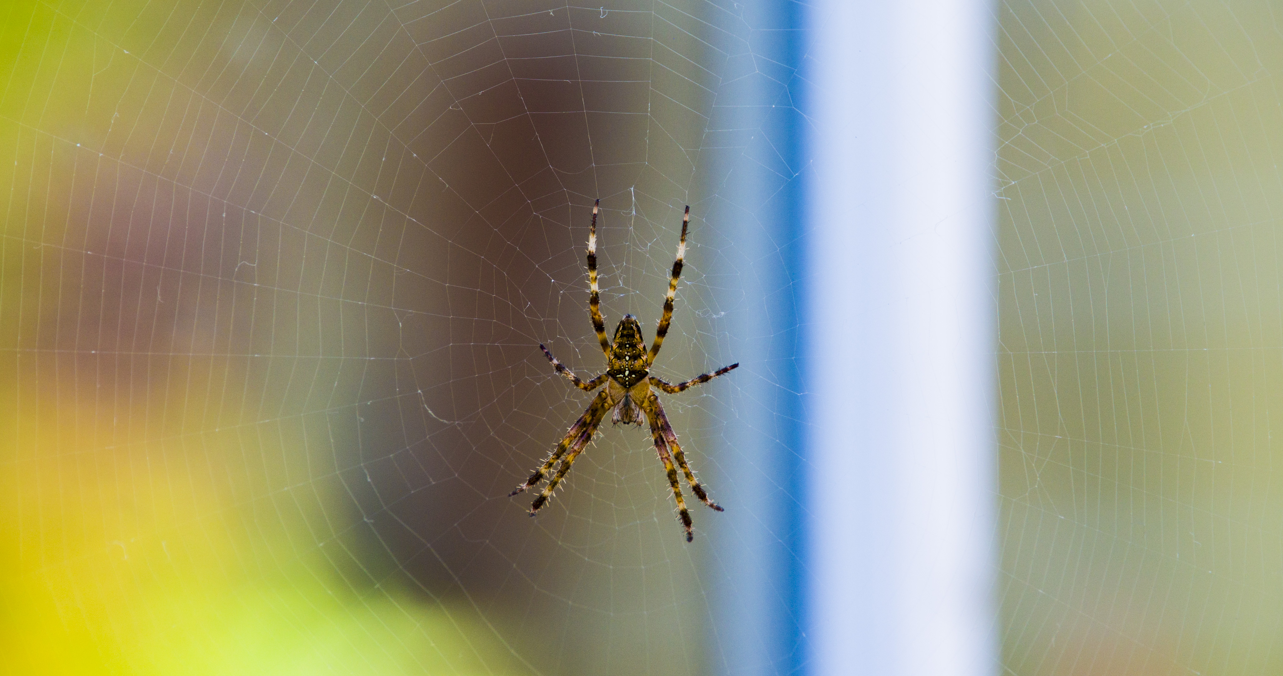 Crowned Orb Weaver -- Northern California -- Photo: EnviroNews Nature