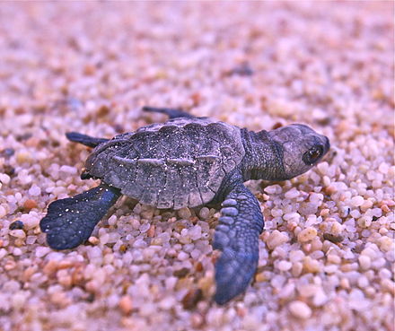 Olive Ridley Sea Turtle Hatchling -- Photo: Wikimedia Commons