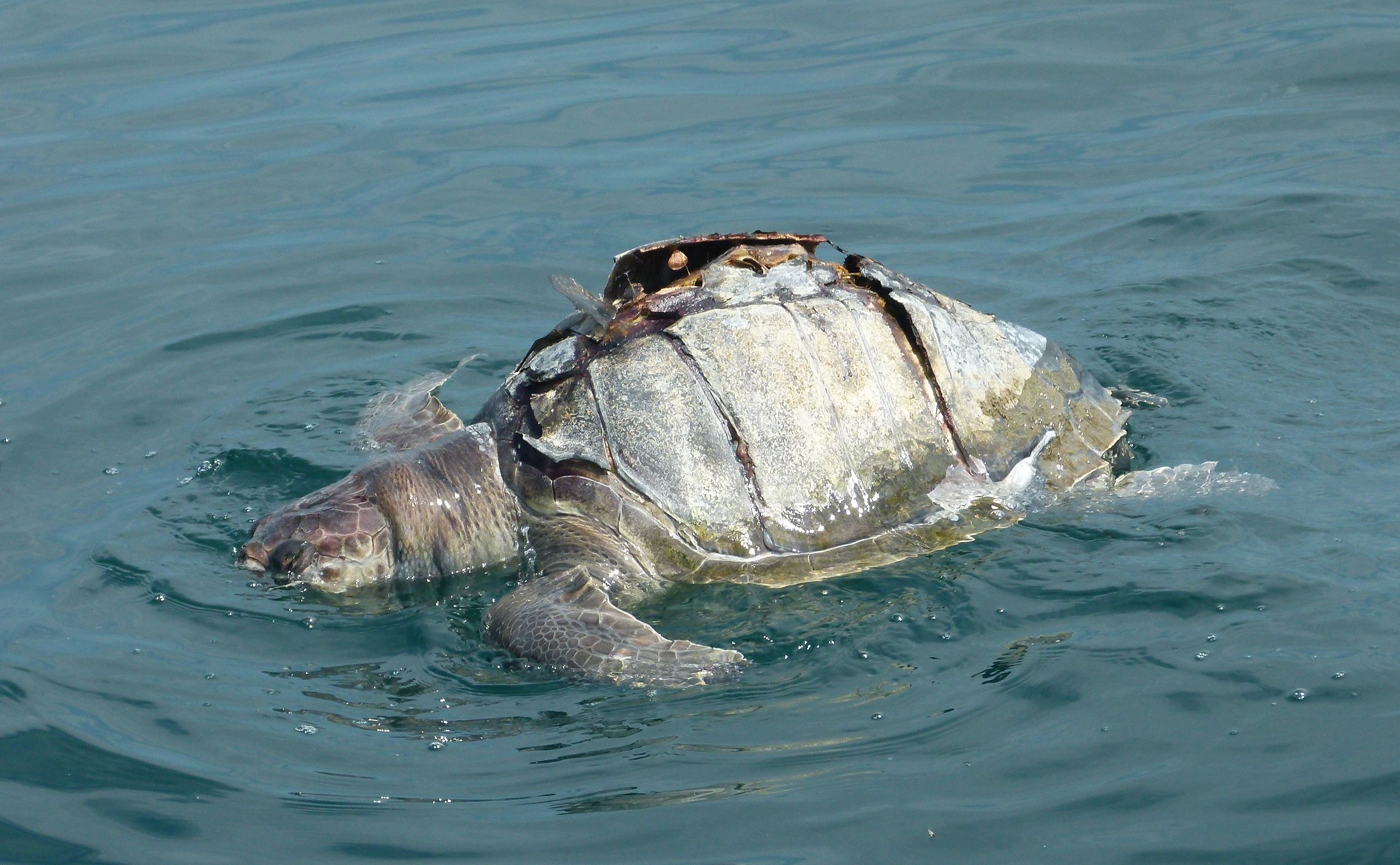 Olive ridley sea turtle killed by boat blades.