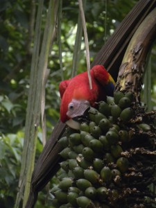 Scarlet Macaw Eating Fruit