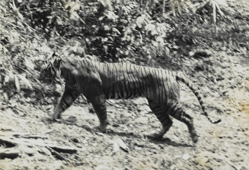 Javan tiger -- Photo: Wikimedia Commons -- Ujung Kulon -- 1938