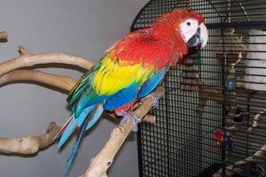 Scarlet Macaw Pet