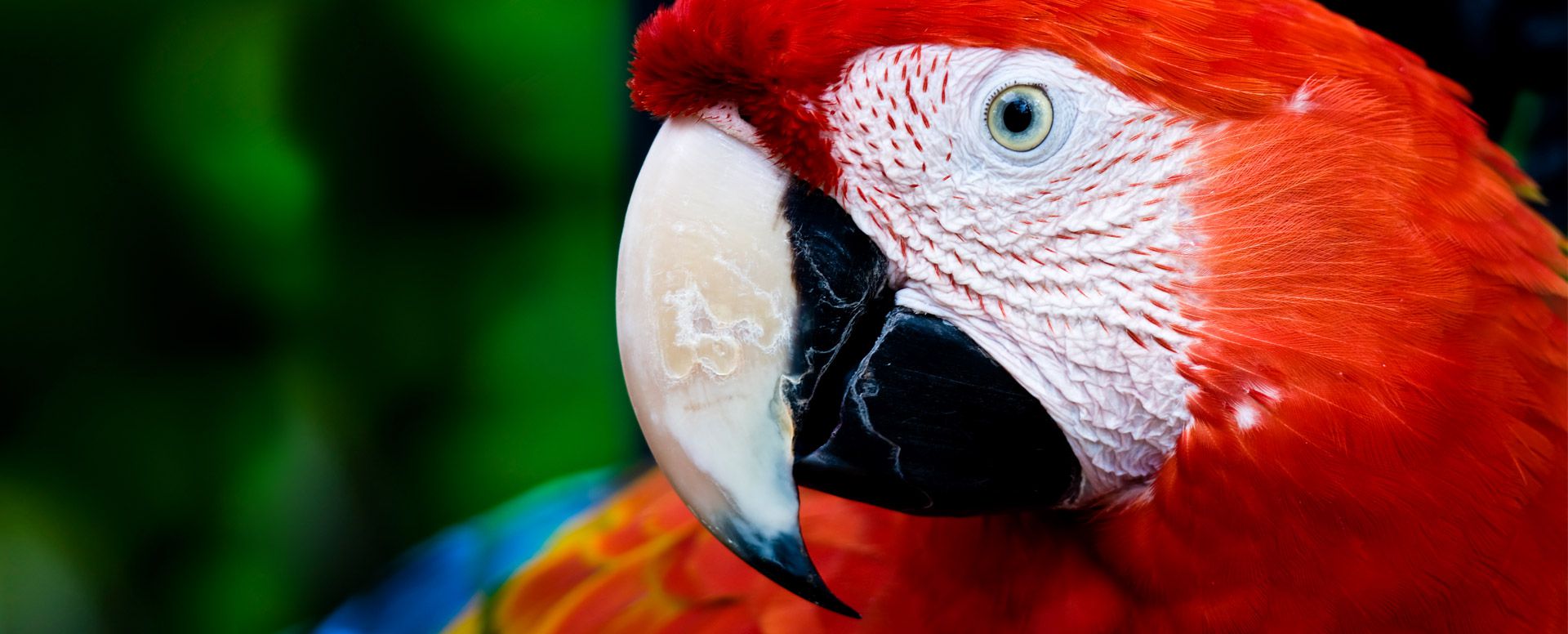 Scarlet Macaw -- Photo -- Rainforest Aliance