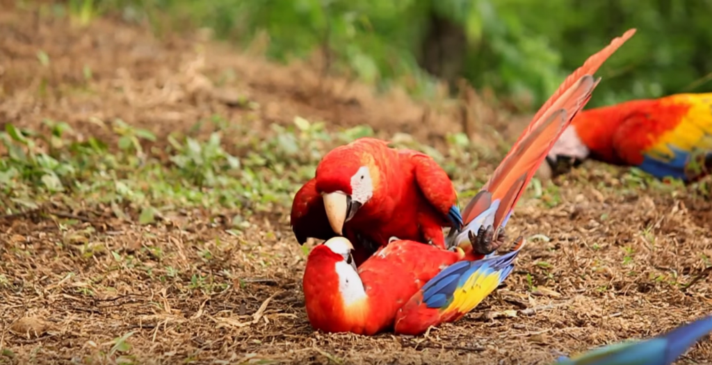 Breathtaking Video: Bet These Scarlet Macaws Can Bring a Tear To Your ...