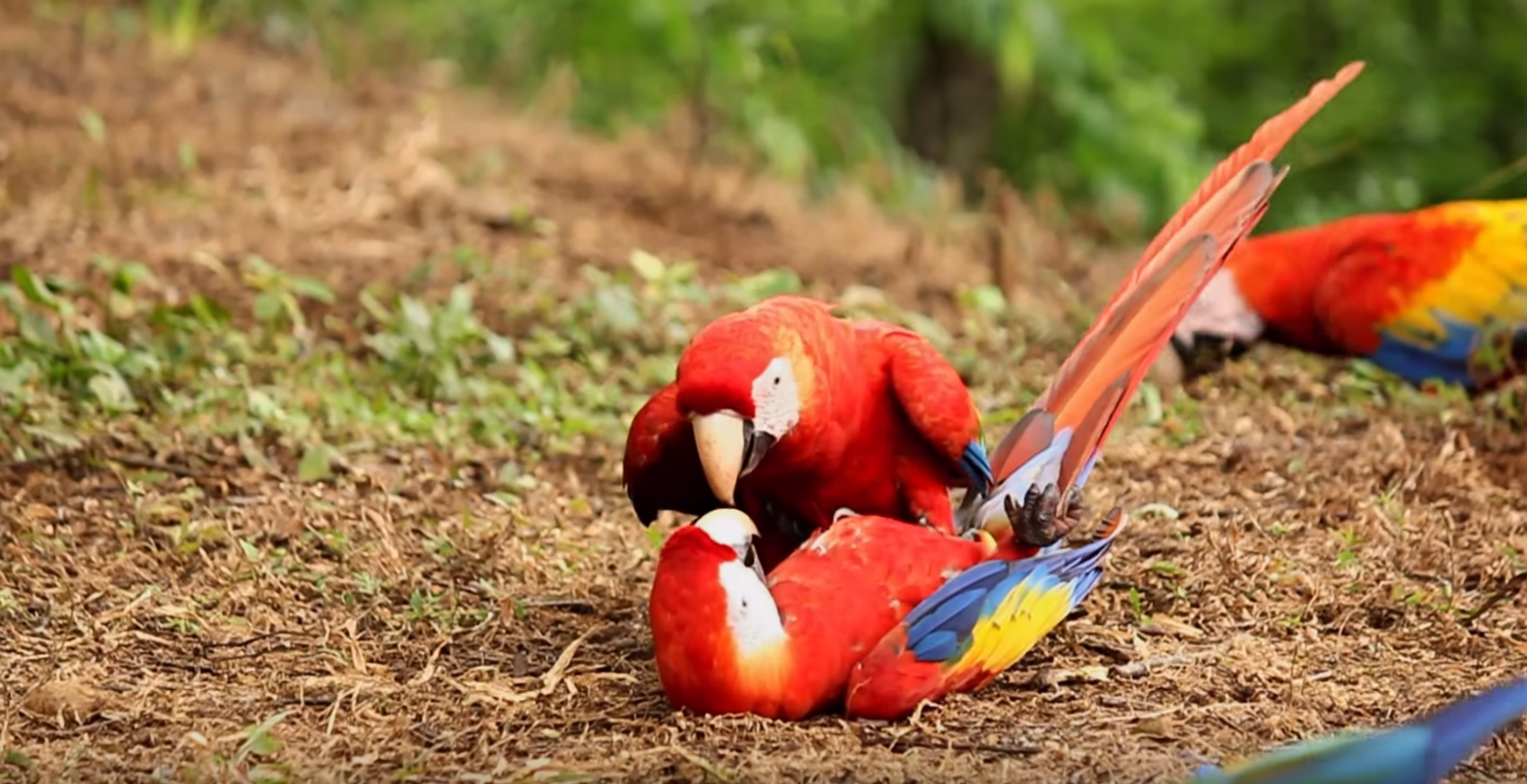 Screenshot from: "Scarlet Macaws -- Costa Rica" by: Charlie Fayers -- for: Hatched to Fly Free