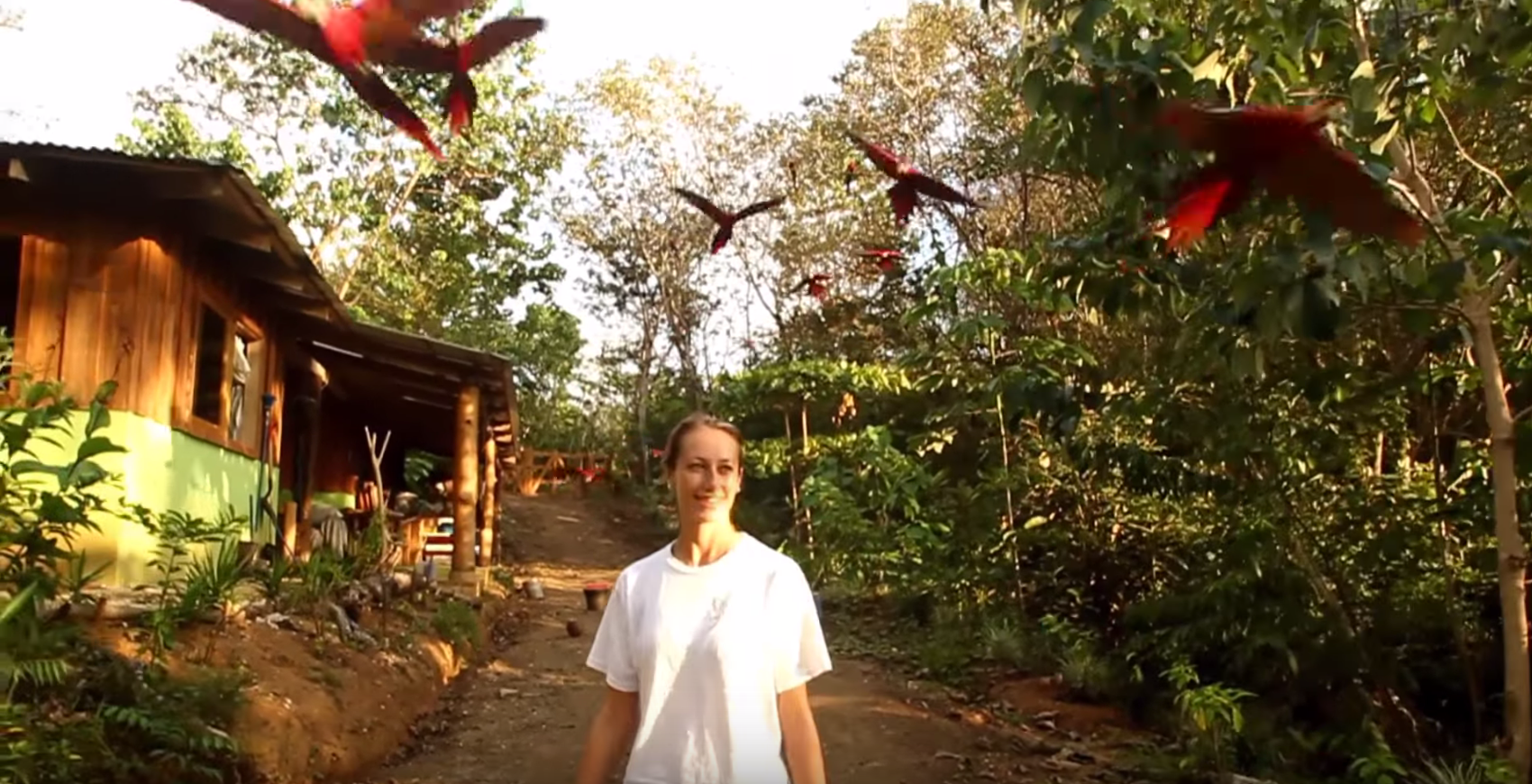 Screenshot from: "Scarlet Macaws -- Costa Rica" by: Charlie Fayers -- for: Hatched to Fly Free