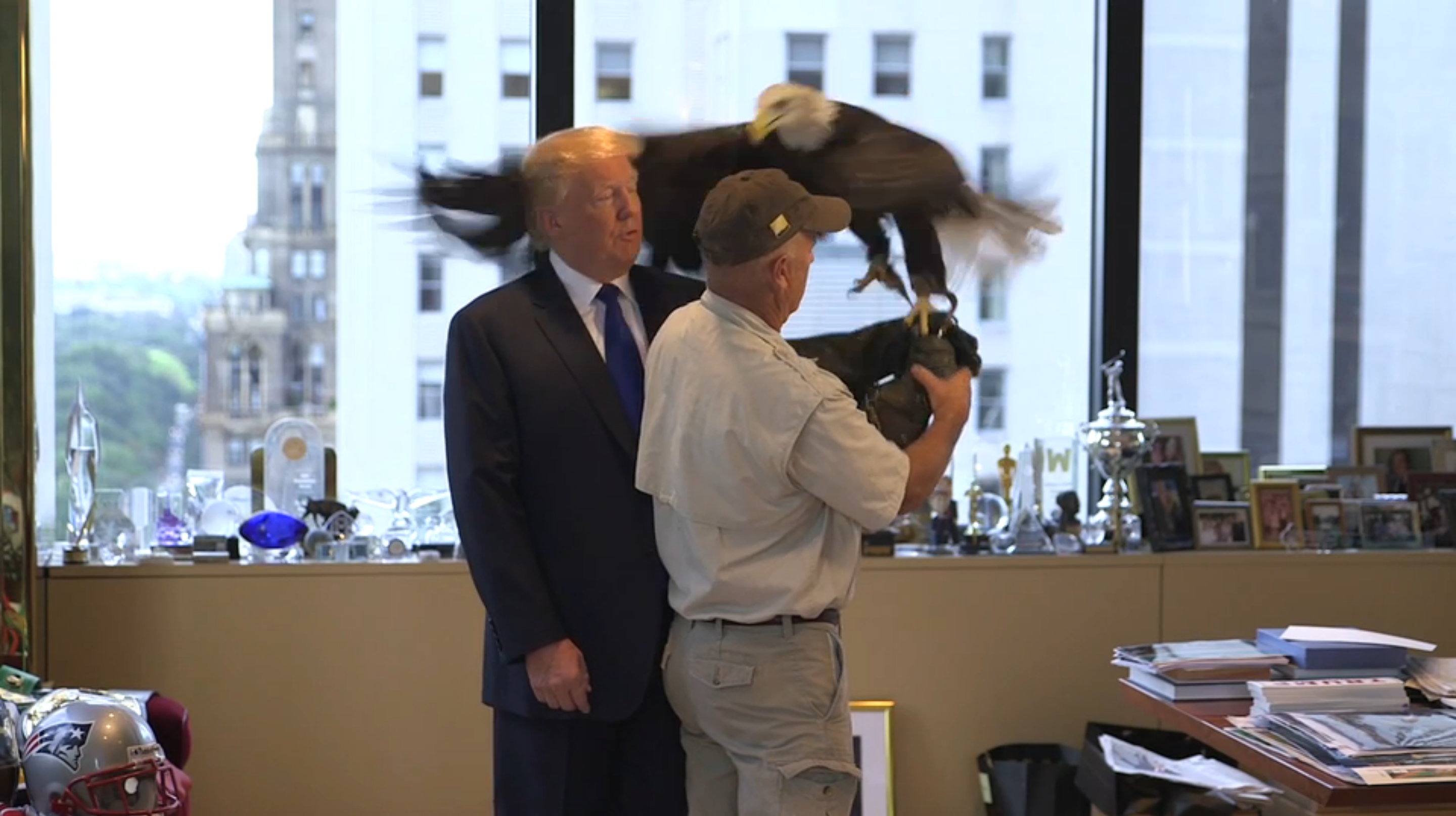 Bald Eagle Smacks Donald Trump Upside the Head