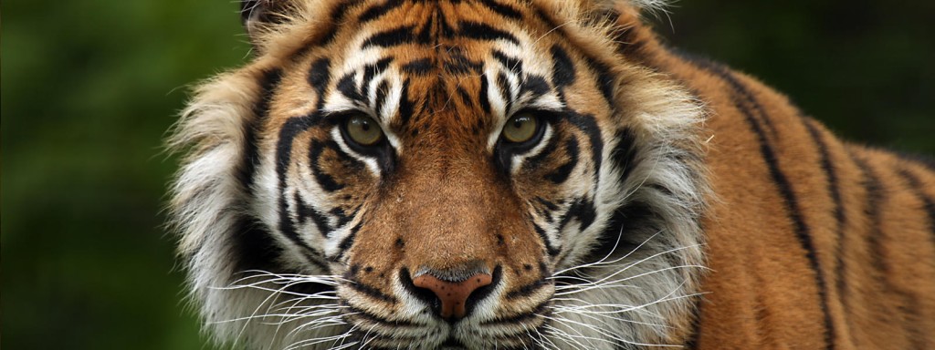 Sumatran Tiger -- Photo: World Wildlife Fund