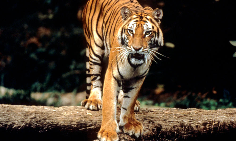 Sumatran tiger -- Photo: World Wildlife Fund