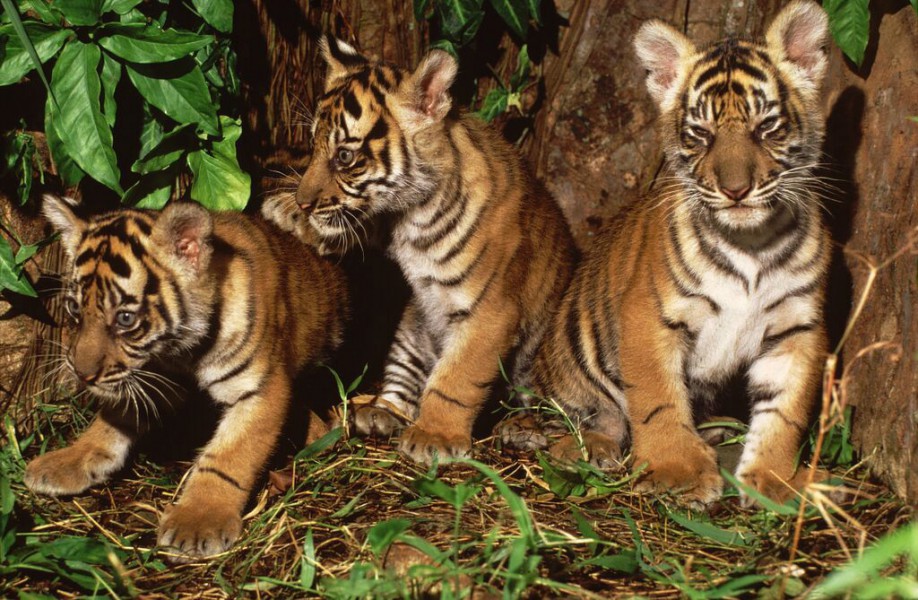 Sumatran tiger cubs -- Photo -- World Wildlife Fund