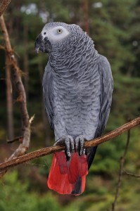 African Grey Parrot -- Photo: Wikimedia Commons